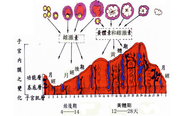 女性不孕患者兔疫性抗体及子宫内膜组织中调并性t淋巴细胞